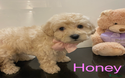 Maltipoo dogs for sale: Beautiful Maltipoo girls looking for lovely home  - Image 4