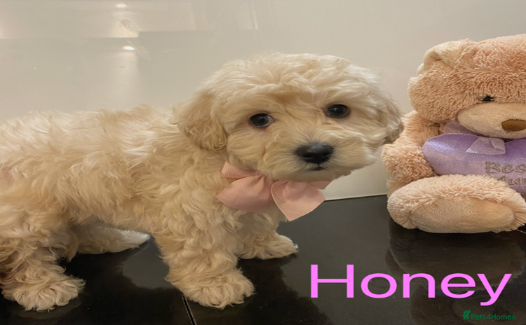 Maltipoo dogs Beautiful Maltipoo girls ready to go - Advert 1