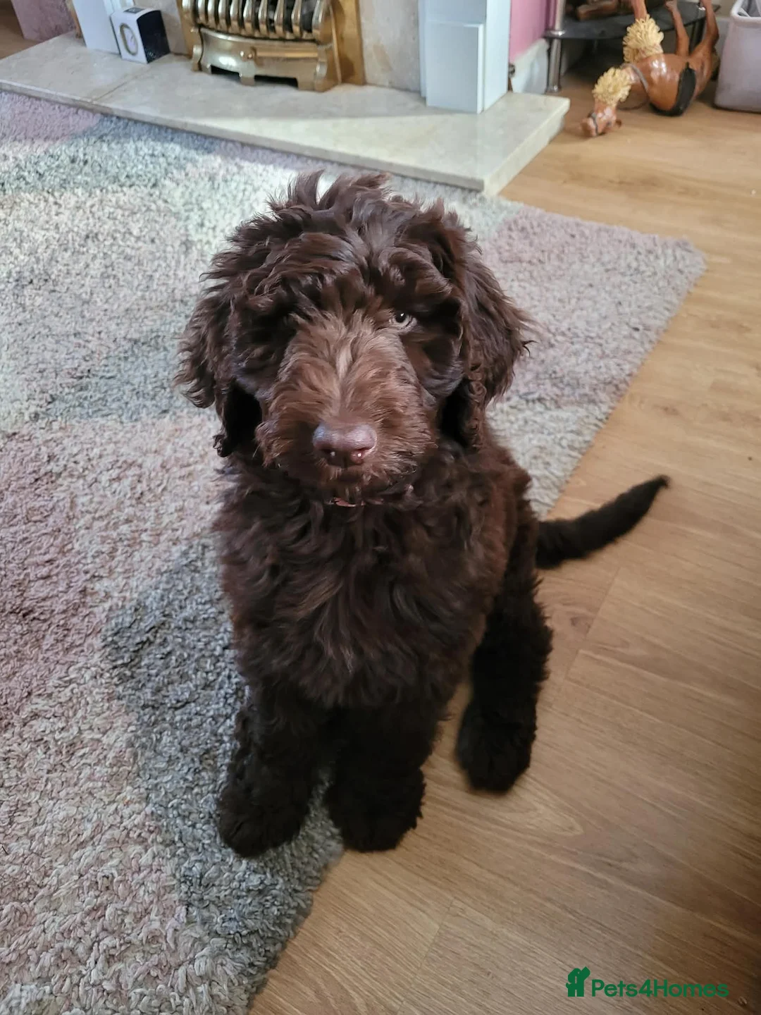 Newfypoo dogs for sale: Newfypoo girl - Advert 11