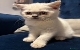 British Shorthair cats for sale: British short hair  - Image 7