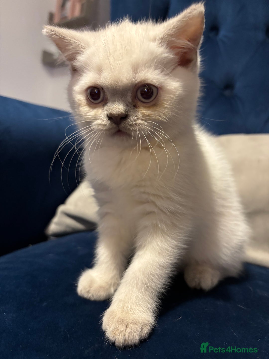 British Shorthair cats for sale: British short hair  - Image 7