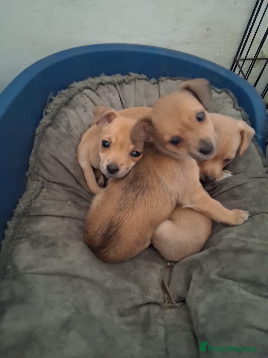 Chihuahua dogs for sale: Ready now! Gorgeous playful puppies!  - Advert 4