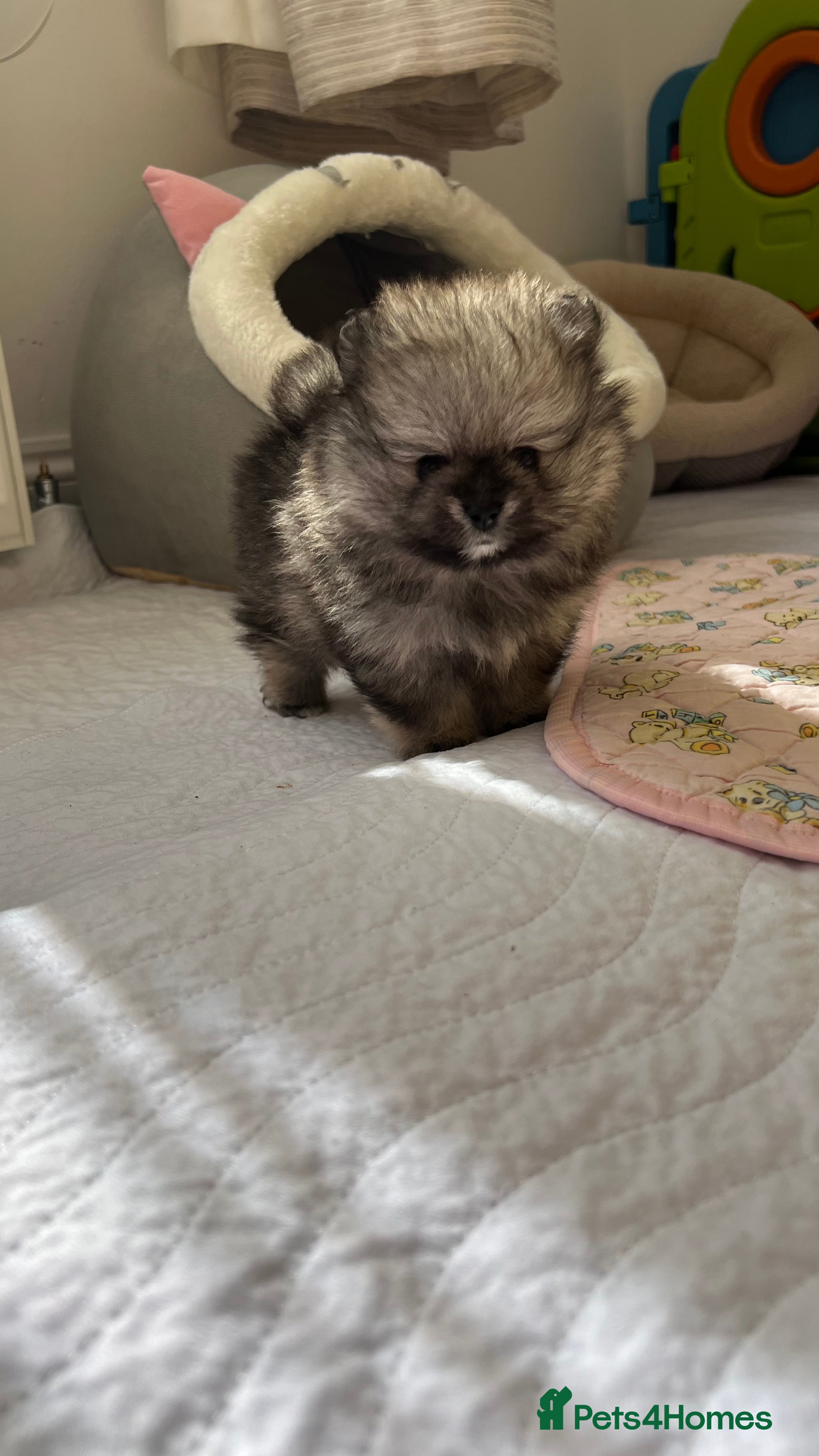 Pomeranian dogs MAGICAL PURE POMERANIAN KC - Advert 2