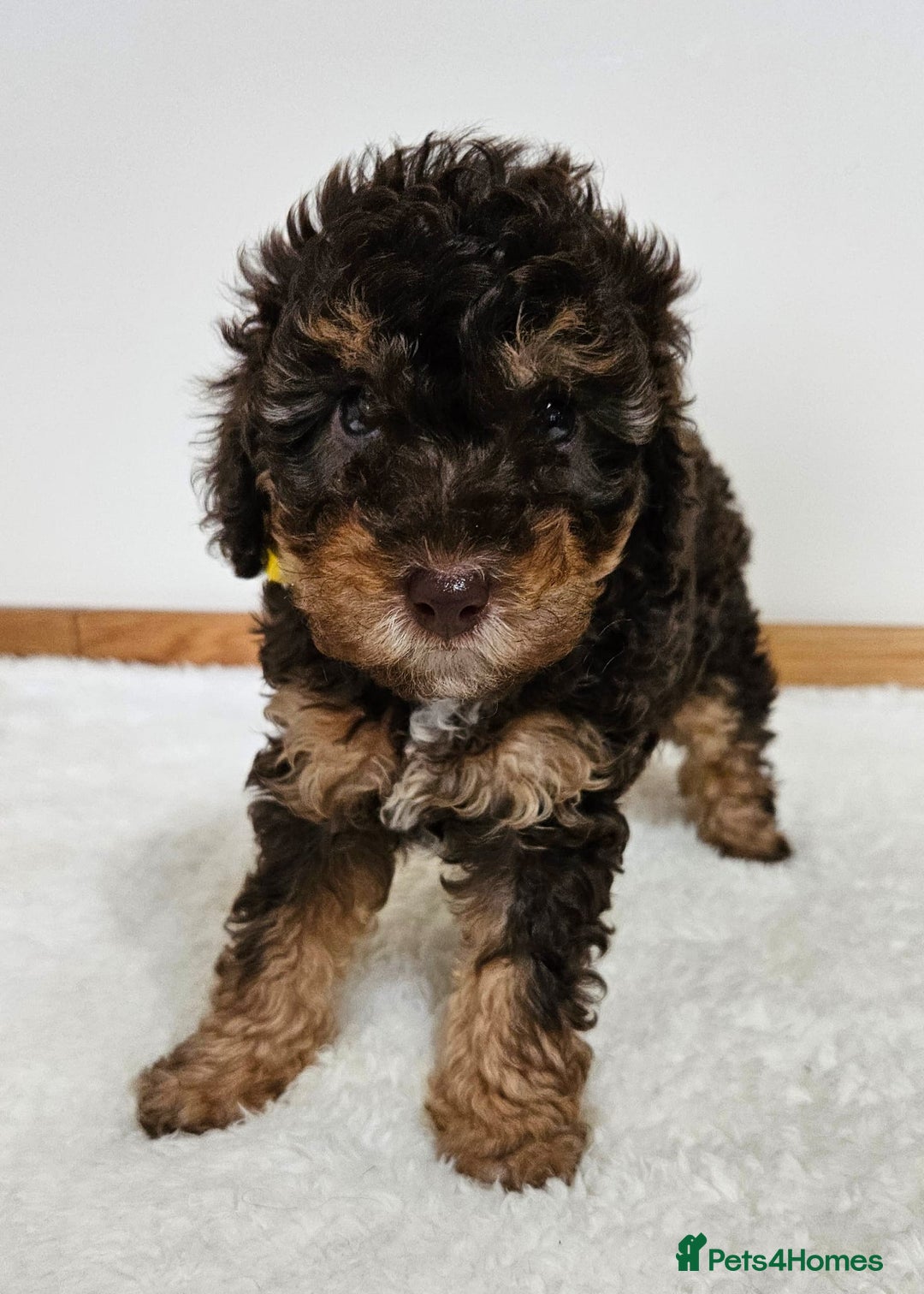 Toy Poodle dogs for sale: Beautiful Toy Poodle Puppies - Advert 11