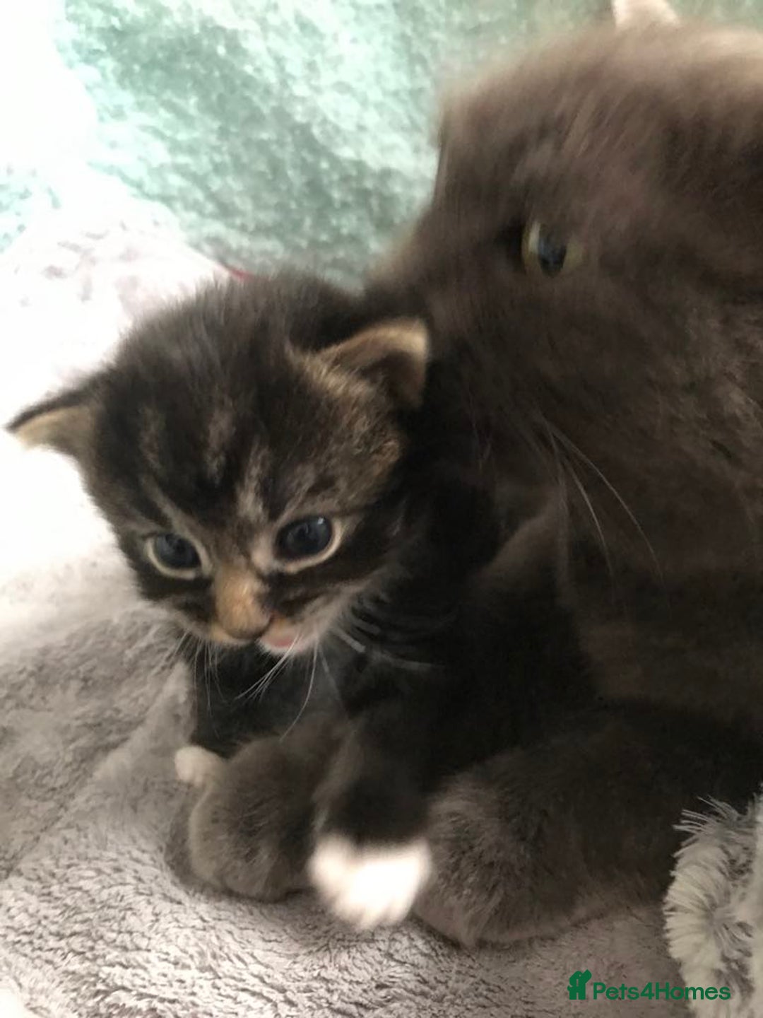 Mixed Breed cats for sale: Cute kitten for sale. - Image 4