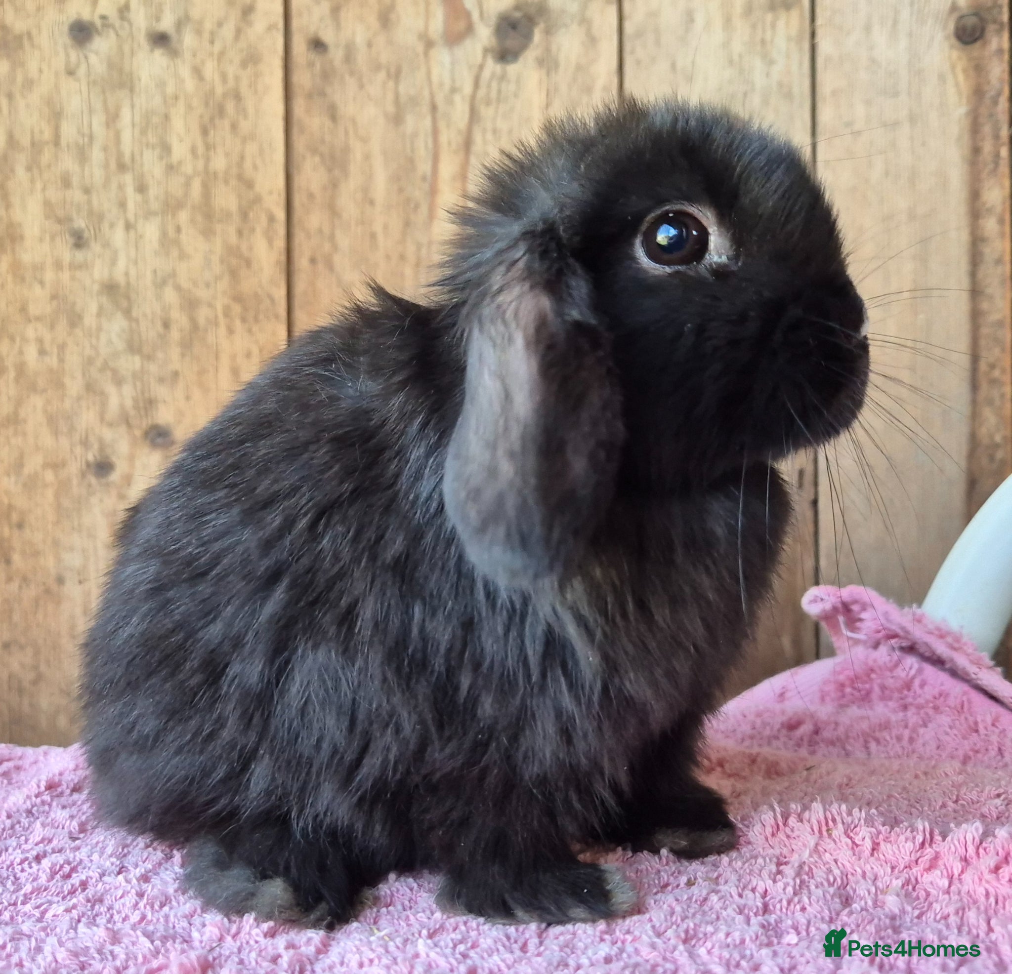 Mini Lop rabbits Mini lop baby rabbits last boy resdy now  - Advert 6