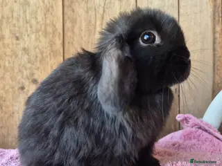 Mini Lop rabbits Mini lop baby rabbits last boy resdy now - Advert 6