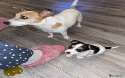 Jack Russell dogs for sale: Jack Russel pup 🐶  - Image 6