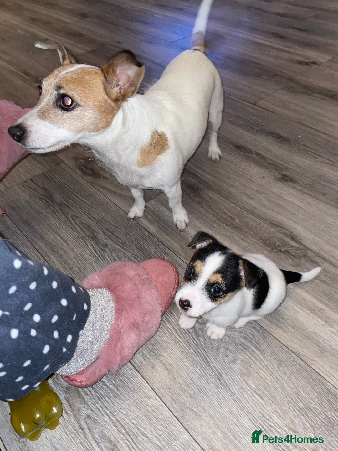 Jack Russell dogs for sale: Jack Russel pup 🐶  - Image 6