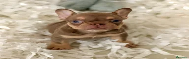 French Bulldog 1