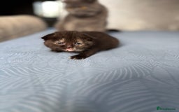 Scottish Fold cats for sale: Scottish fold&straight kittens - Advert 9