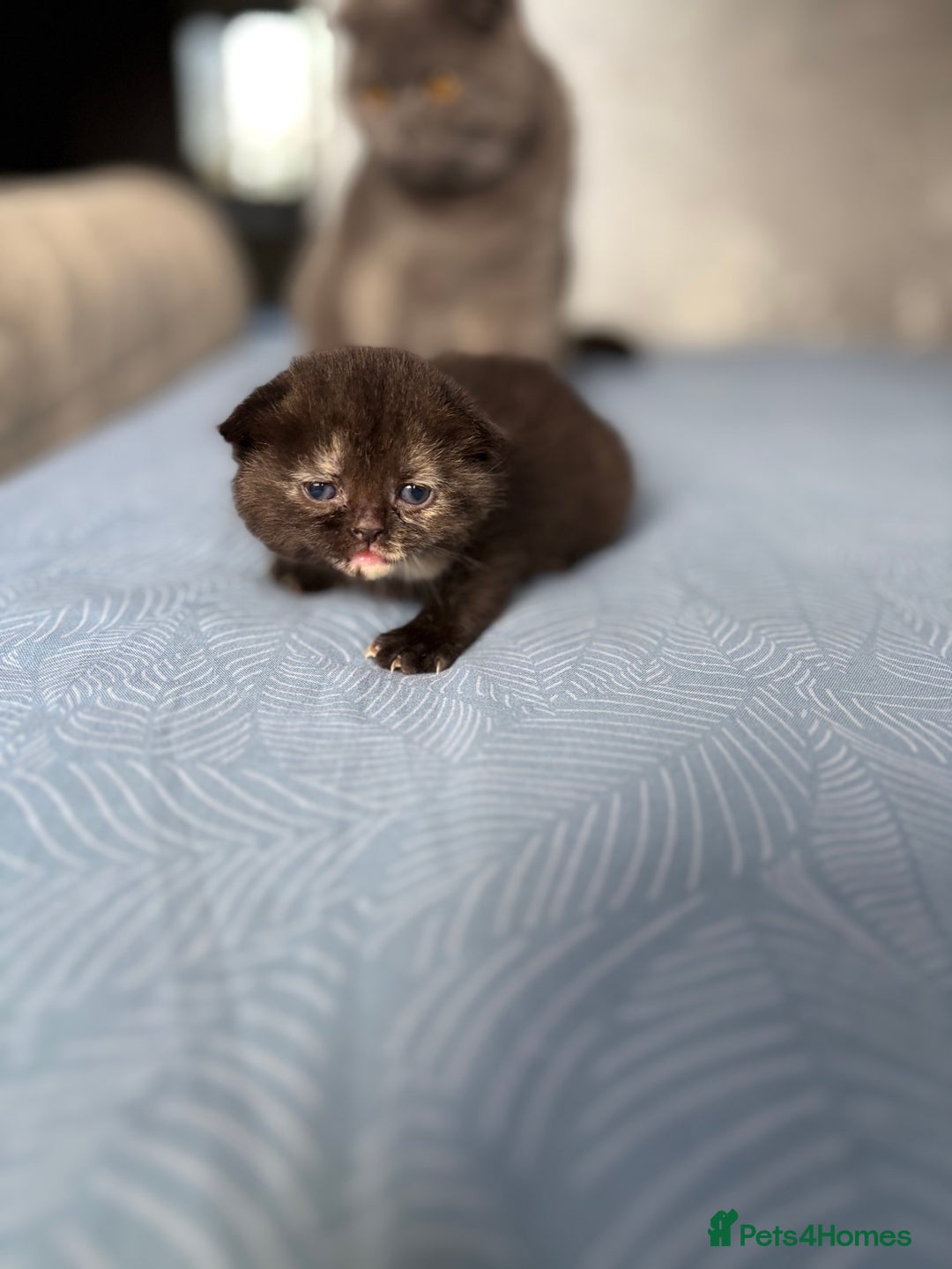 Scottish Fold cats for sale: Scottish fold&straight kittens - Advert 9