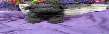 Westiepoo 3