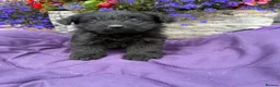 Westiepoo dogs for sale: Westipoo puppies 🐶🐶  - Advert 8