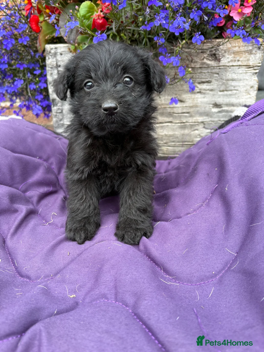 Westiepoo dogs for sale: Westipoo puppies 🐶🐶  - Advert 25