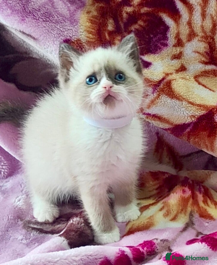 Ragdoll cats Give Your Heart a Friend-Beautiful Ragdoll Kittens - Advert 4