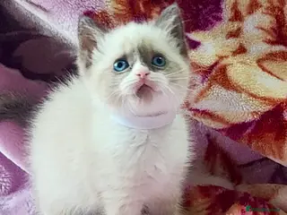 Ragdoll cats Give Your Heart a Friend-Beautiful Ragdoll Kittens - Advert 4