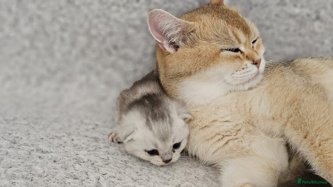 British Shorthair cats for sale: British Shorthair Kittens – Golden & Silver Shaded - Image 7
