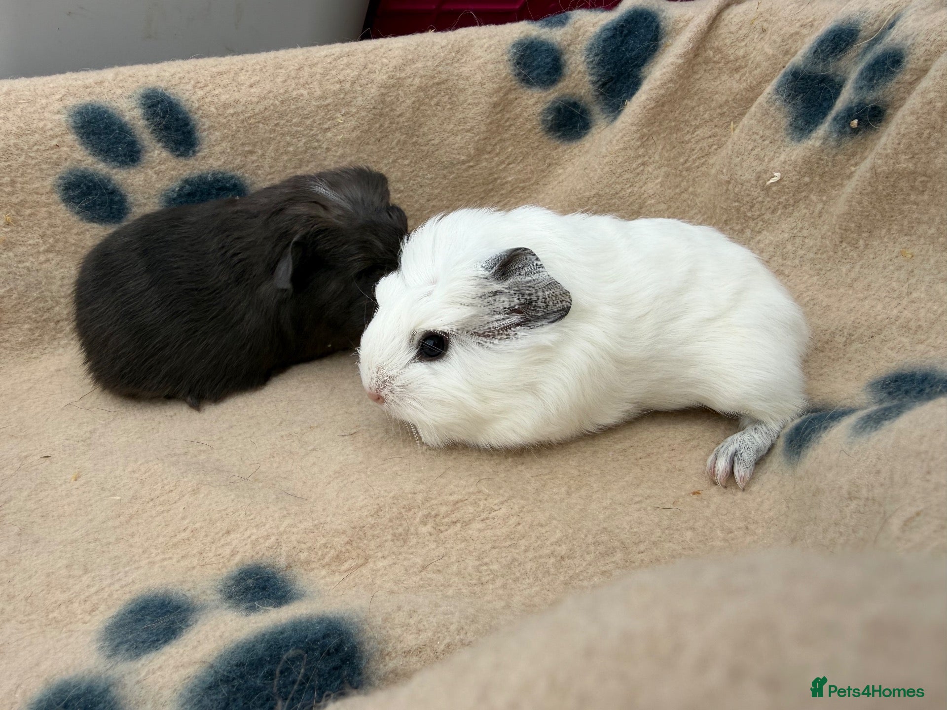 Guinea Pig rodents Beautiful boars, funky, semi long and teddy  - Advert 1