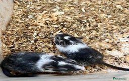 Gerbil rodents for sale: Baby gerbils  - Image 1