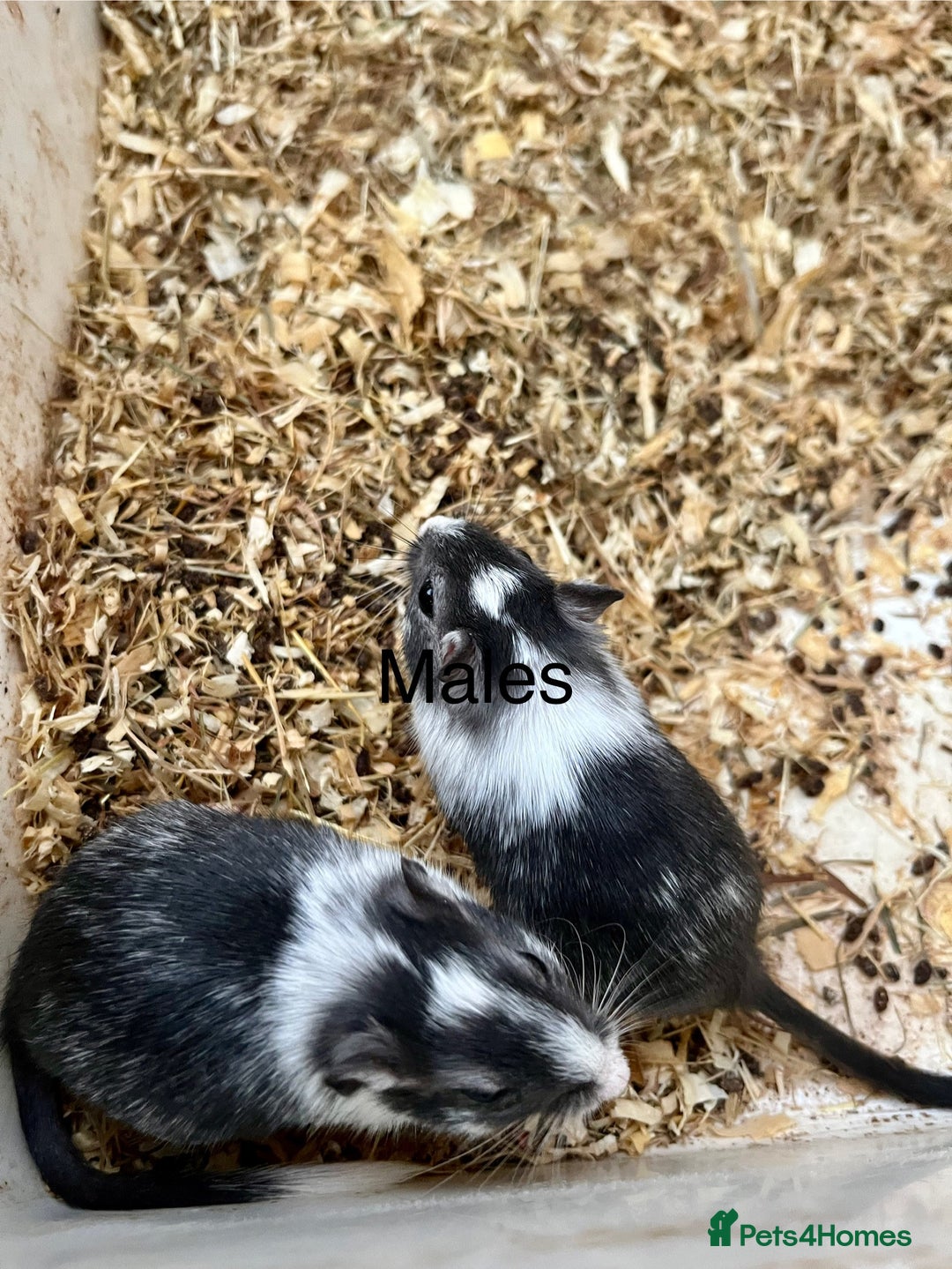 Gerbil rodents for sale: Baby gerbils  - Image 1