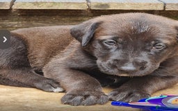 Mixed Breed dogs for sale: GREAT DANE X GERMAN SHEPHERD PUPPIES READY TO GO - Image 5