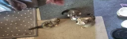 British Shorthair cats for sale: British Short Hair Kitten - Advert 5