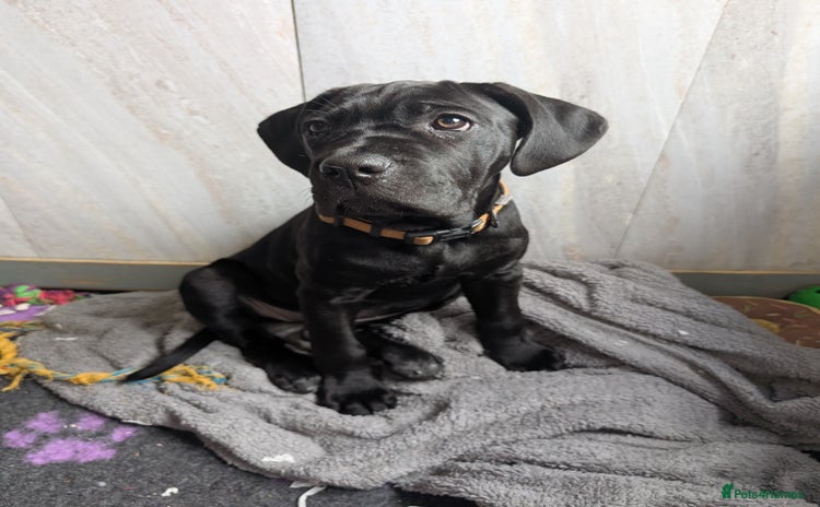 Cane Corso dogs - Advert 3