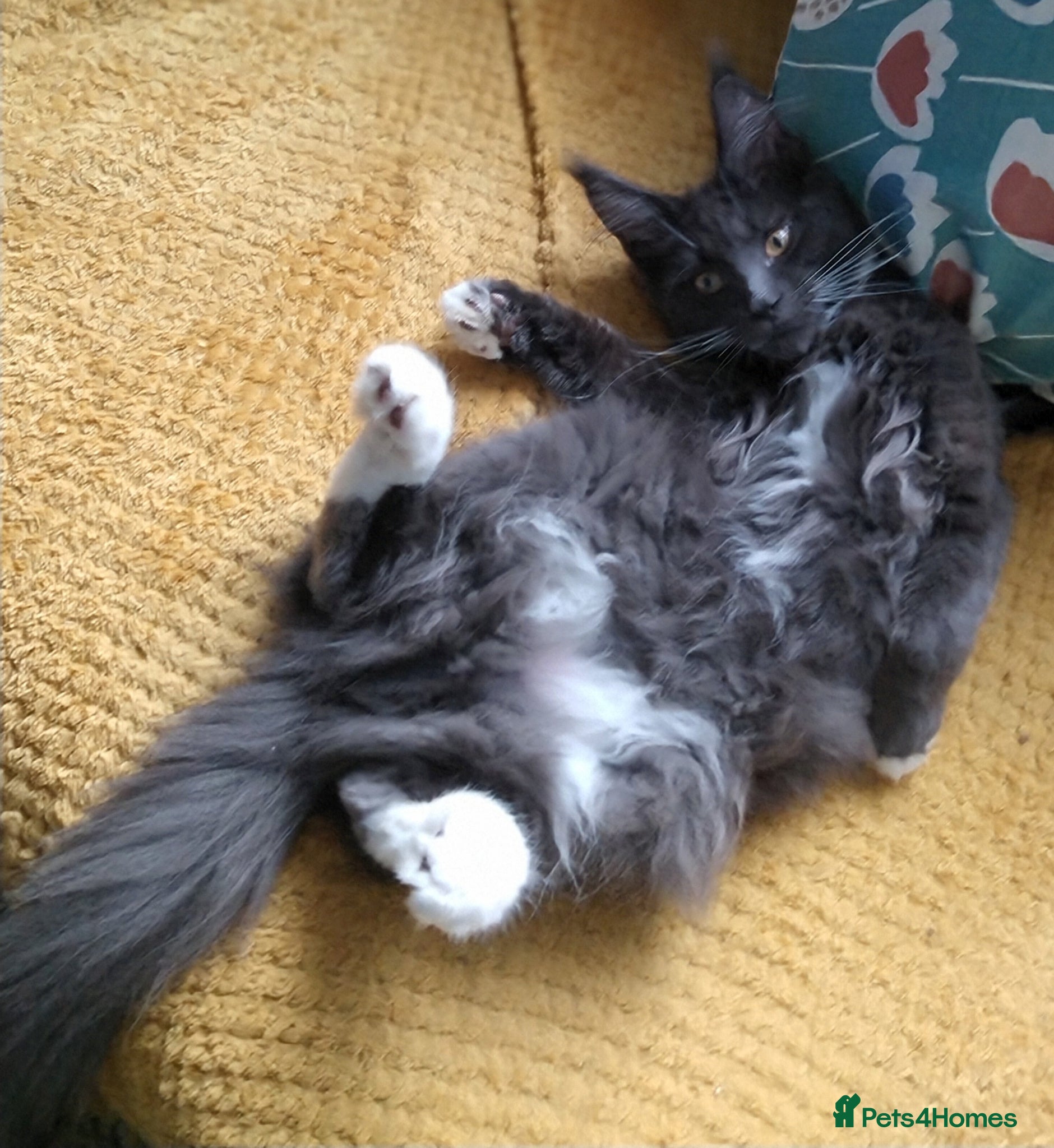 Maine Coon cats Beautiful pedigree Maine Coon for sale  - Advert 13