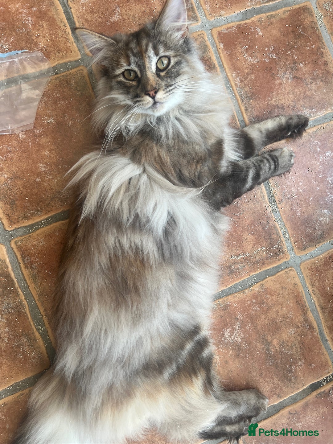Norwegian Forest Cat cats for sale: Full pedigree female Norwegian forest cat GCCF. - Advert 1