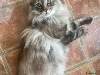 Norwegian Forest Cat cats Full pedigree female Norwegian forest cat GCCF. - Advert 10