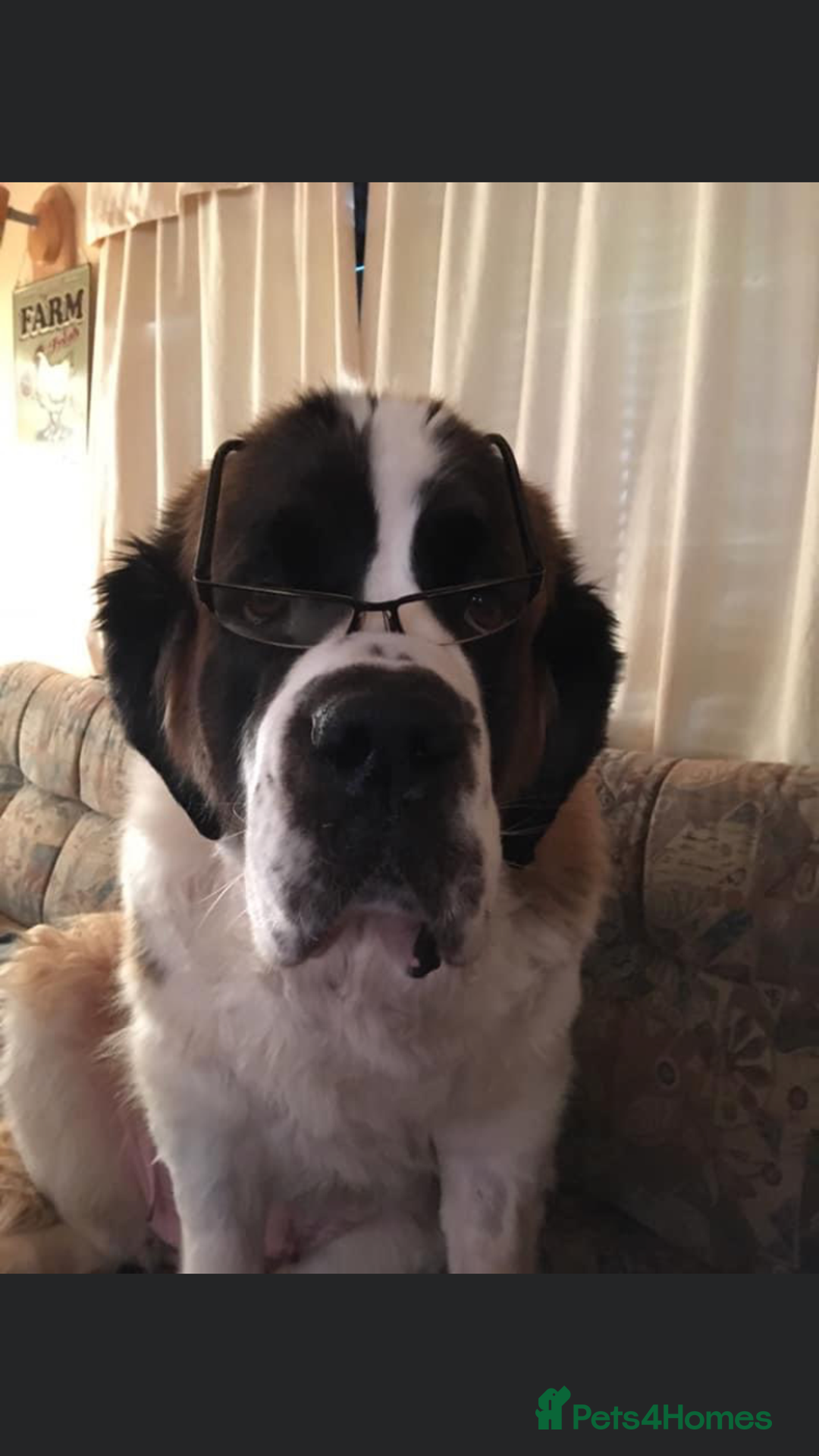 Saint Bernard dogs for sale: Stunning KC reg Saint Bernard puppies  - Image 29