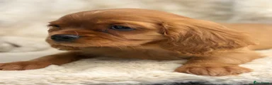 Cavalier King Charles Spaniel 3