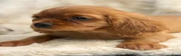 Cavalier King Charles Spaniel dogs for sale: Beautiful cavalier King Charles pups - Advert 24