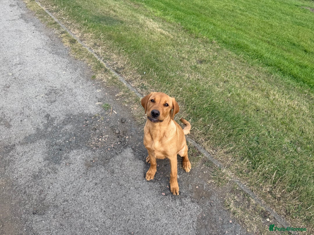 Labrador Retriever dogs for sale: Labrador Girl Puppy  - Image 1