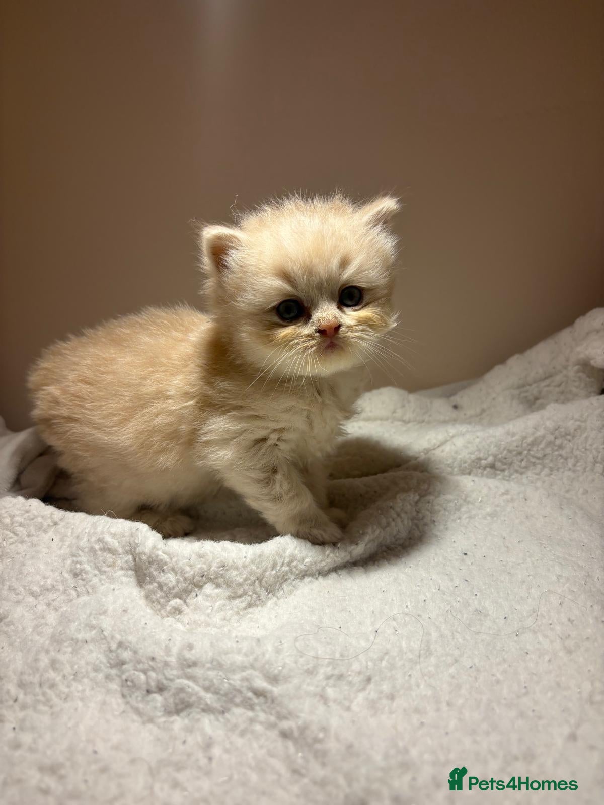 British Shorthair cats Cream British shorthair kittens 🍦 - Advert 2