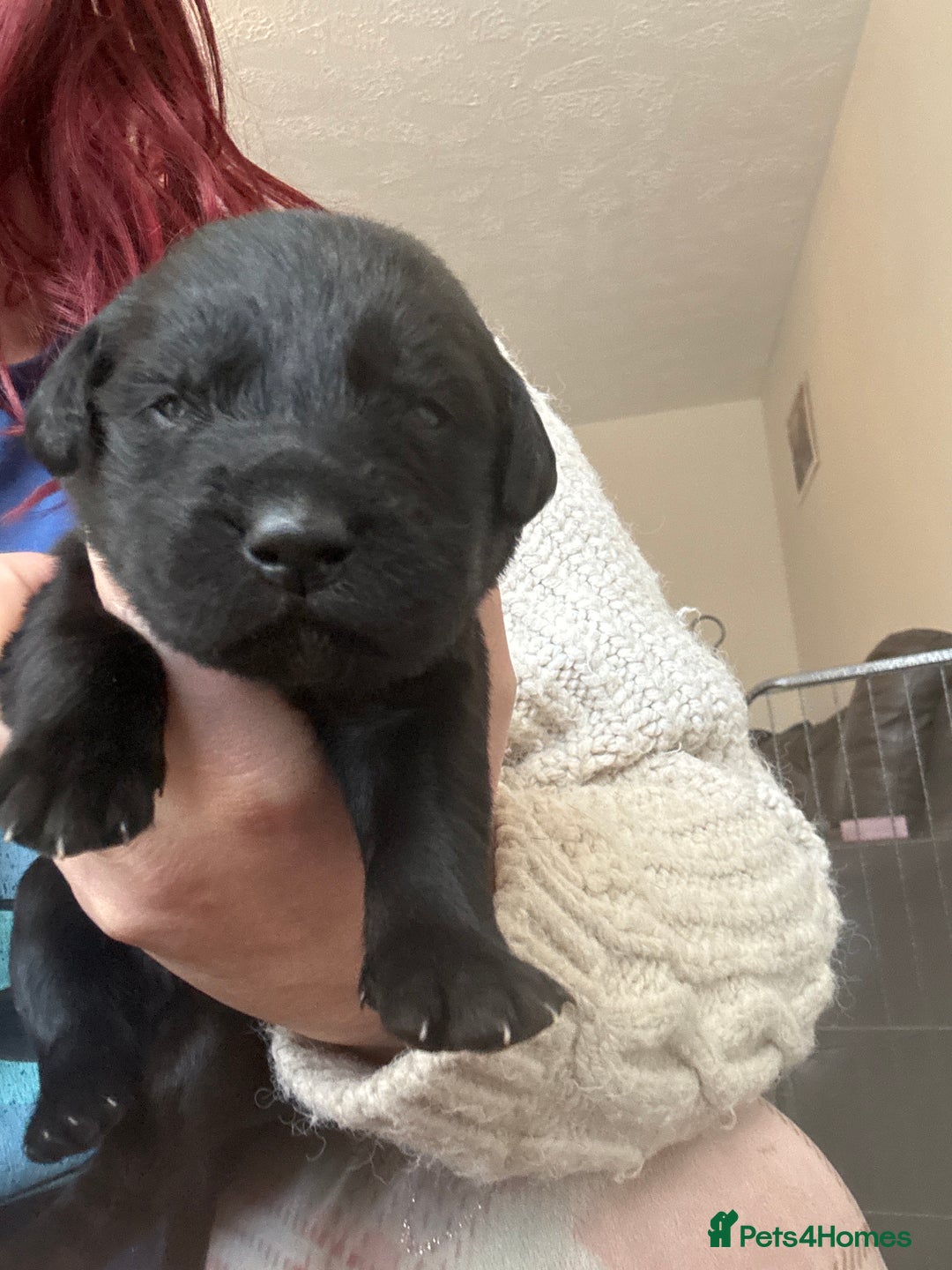 Mixed Breed dogs for sale: Stunning lab/rottie x golden retriever puppies e - Advert 13