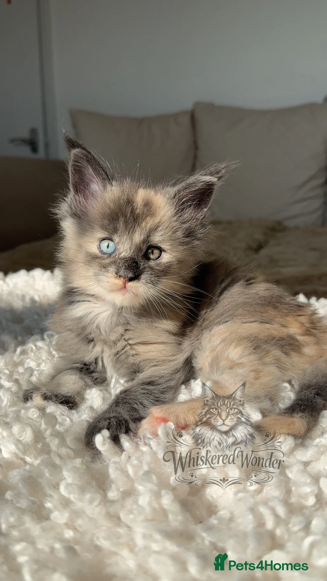 Maine Coon cats for sale: Stunning Blue & odd eye Champion Line Maine coons  - Advert 2