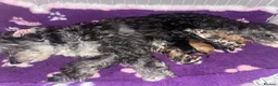 Bordoodle dogs for sale: Stunning litter of colliepoo/bordoodle puppies  - Advert 12