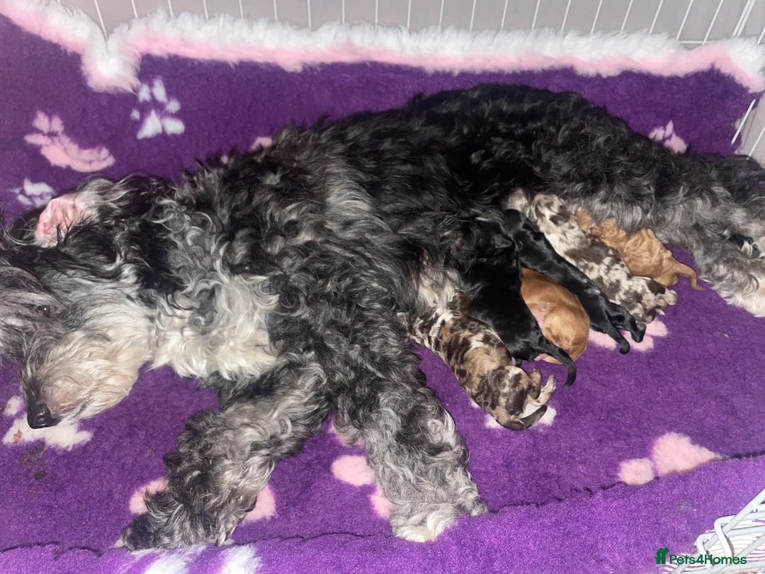 Bordoodle dogs for sale: Stunning litter of colliepoo/bordoodle puppies  - Advert 12
