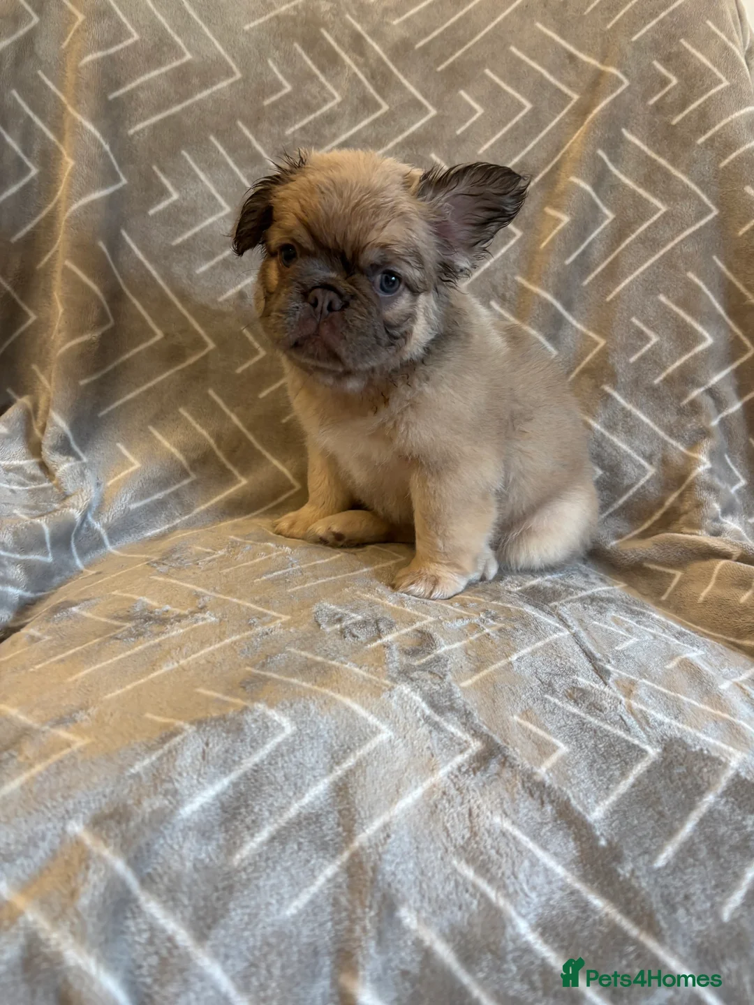 French Bulldog dogs for sale: French Bulldogs - Advert 2