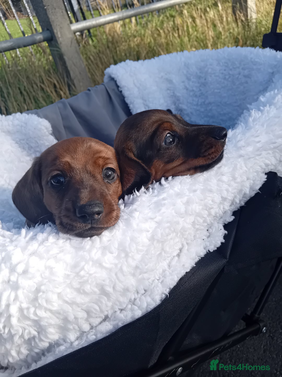 Miniature Dachshund dogs for sale: Our pick of the litter needs her forever 🏡 - Advert 6