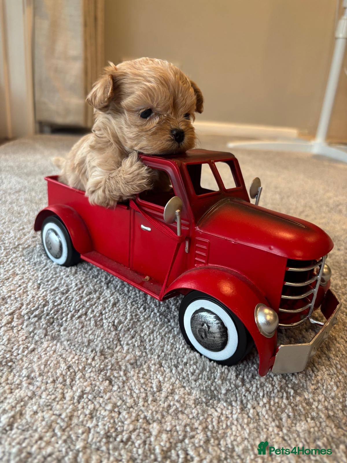 Maltipoo dogs Maltese cross Asian toy poodle  - Advert 1