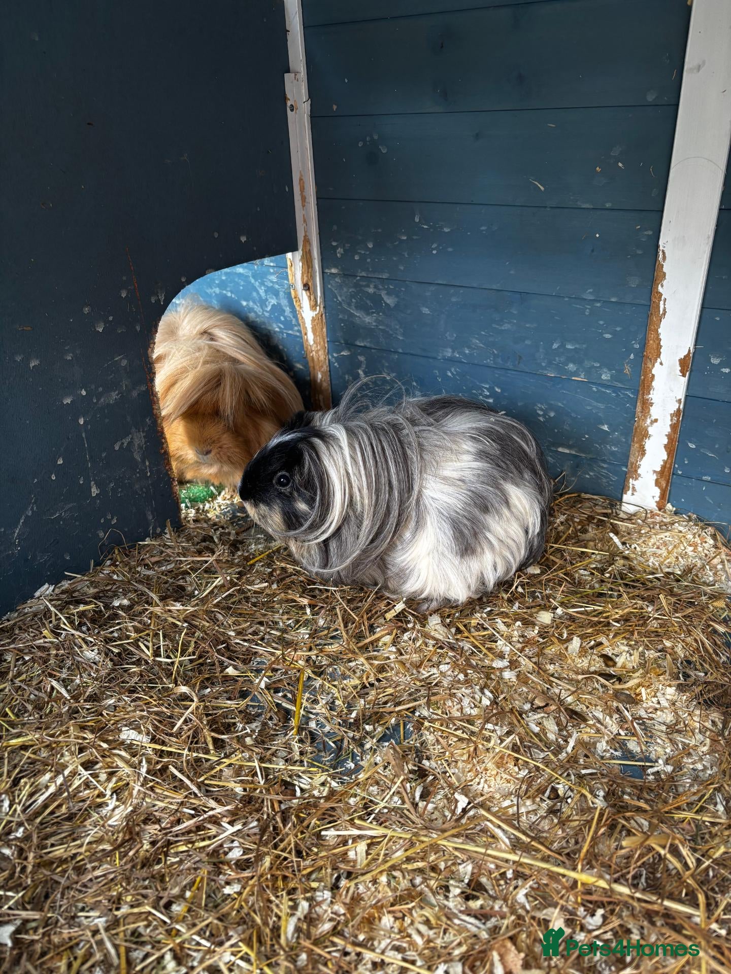 Guinea Pig rodents Guinea pigs needing a new home! - Advert 1