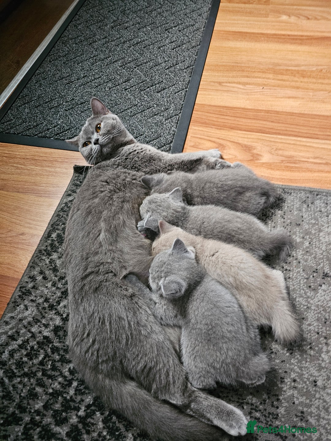 British Shorthair cats for sale: British shorthair kittens for sale.  - Image 7
