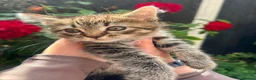 Mixed Breed cats for sale: 3 Beautiful Female Scottish Fold × Tabby Kittens  - Advert 5