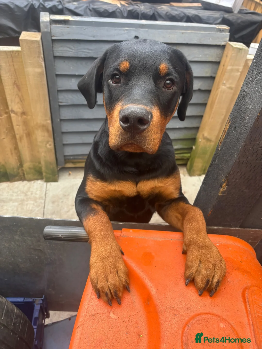Rottweiler dogs for sale: 8 month old male Rottweiler  - Advert 2