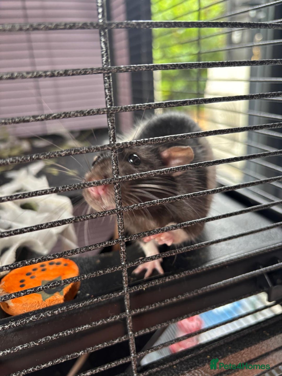 Rat rodents for sale: Dumbo Rats - Advert 25