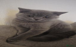 British Shorthair cats for sale: Kitten’s British shorthair  - Image 2