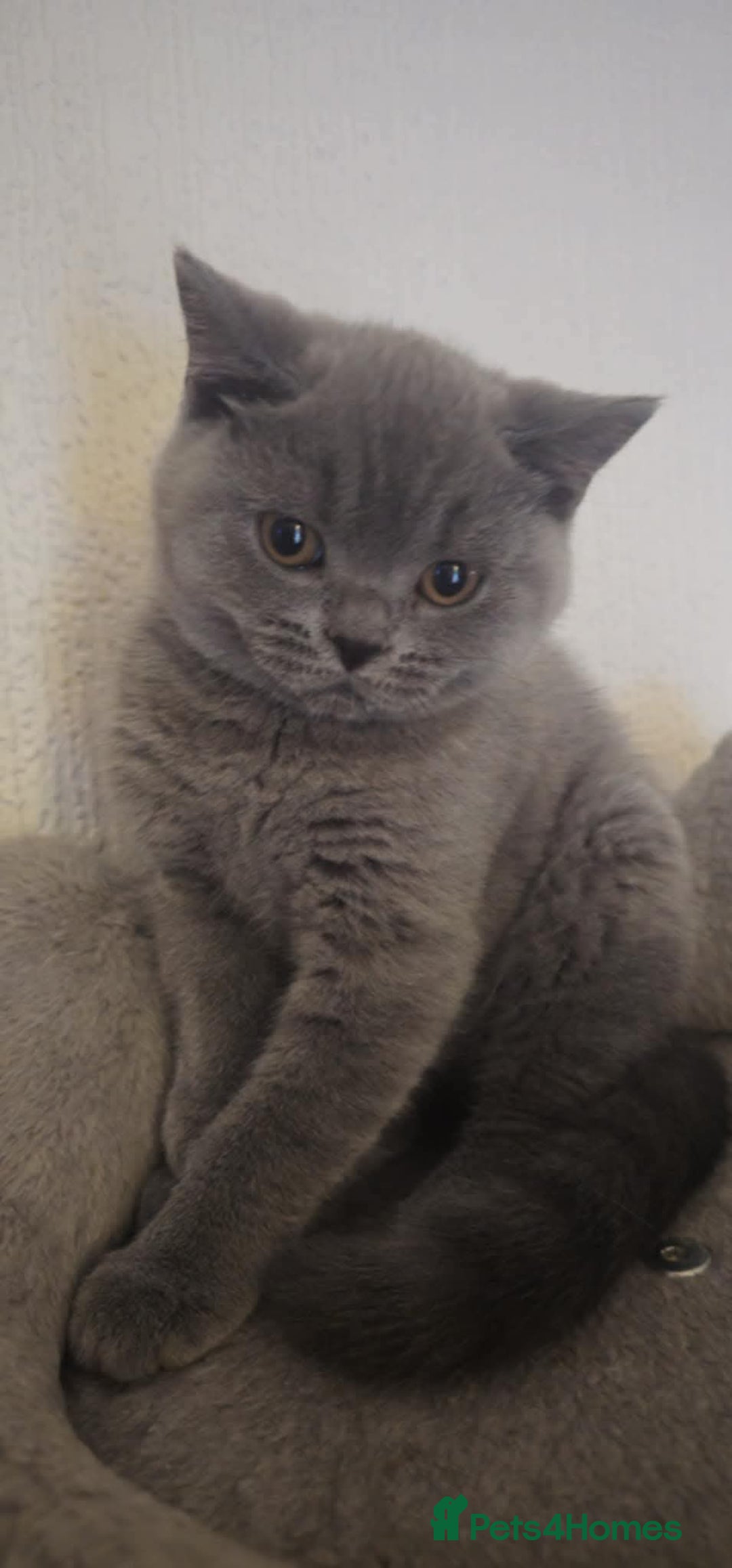 British Shorthair cats for sale: Kitten’s British shorthair  - Image 2